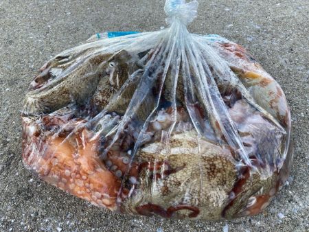 【タコフィネス】アコウ２＋ ガシラ複数 ＋…