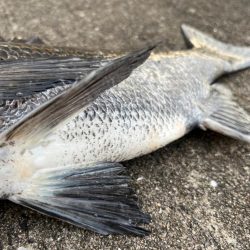 おチヌさん狙いでエビ撒き