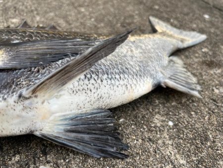 おチヌさん狙いでエビ撒き