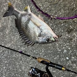 苦潮?ライトワインド