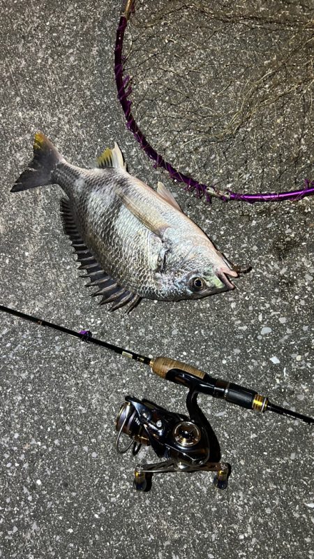 苦潮?ライトワインド