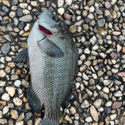 エビ撒き 活性高いです