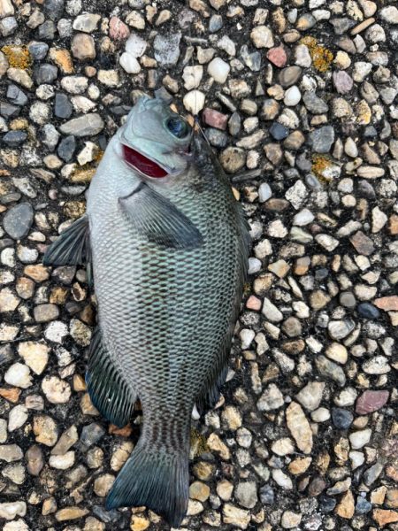 エビ撒き 活性高いです