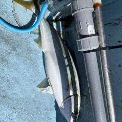 明石ジギング釣行