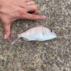 早朝のフカセ釣り