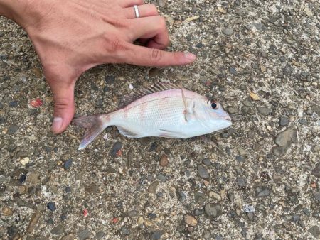 早朝のフカセ釣り