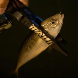 ナイトアジング