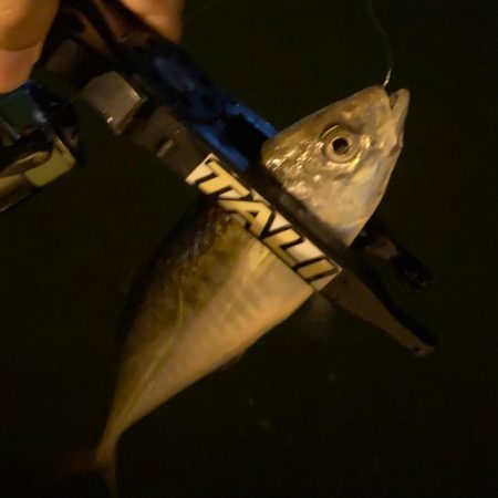 ナイトアジング