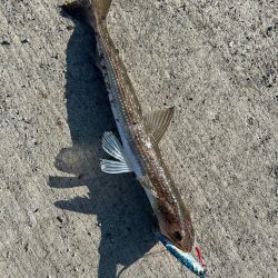 ツバスの時期ですね。