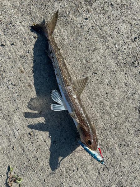 ツバスの時期ですね。