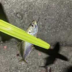 アジ釣り