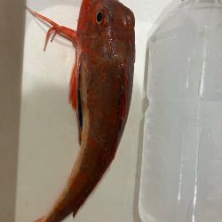 錦江湾異常なし