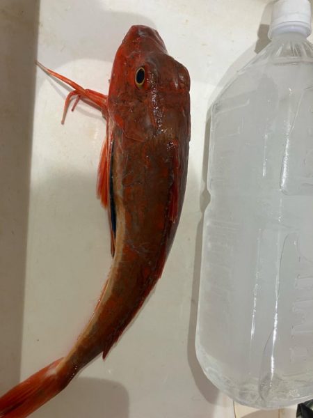 錦江湾異常なし