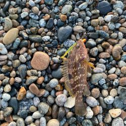 フラットフィッシュ