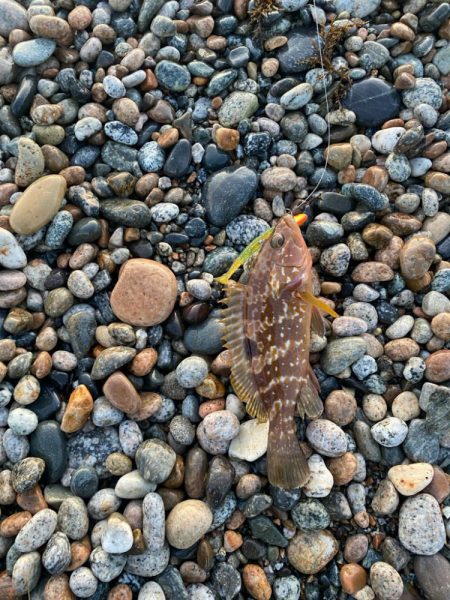 フラットフィッシュ