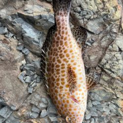 尾鷲ロックフィッシュ