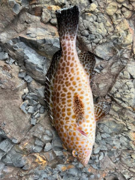 尾鷲ロックフィッシュ