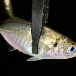 表層は豆軍団、ボトムはまあまあ👍