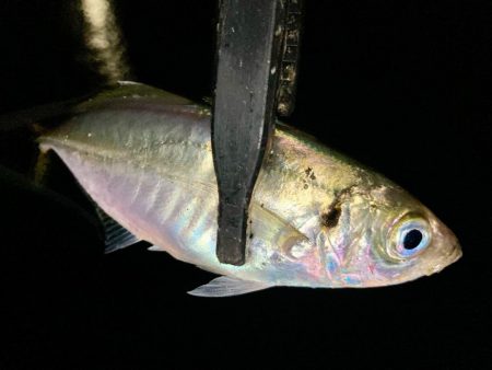 表層は豆軍団、ボトムはまあまあ👍