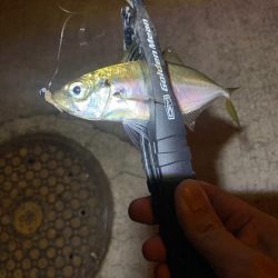 アジングつ抜け