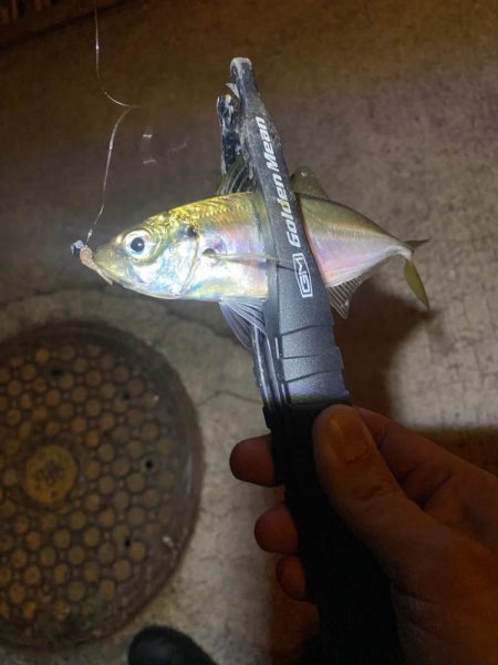 アジングつ抜け