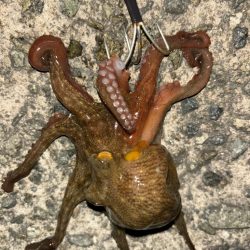 タコは気まぐれ 13