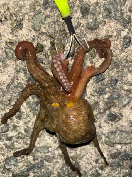 タコは気まぐれ 13