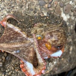 オクトパッシング6