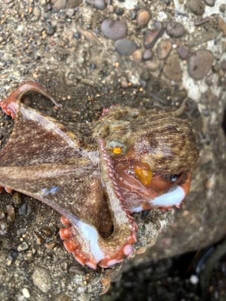 オクトパッシング6