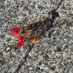 キジハタゲームく