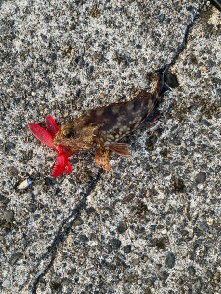 キジハタゲームく