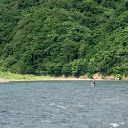 鮎の友釣り