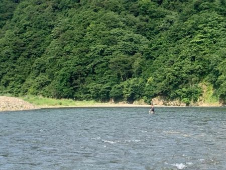 鮎の友釣り