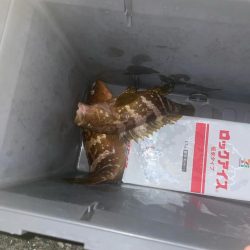 能生ロックフィッシュ