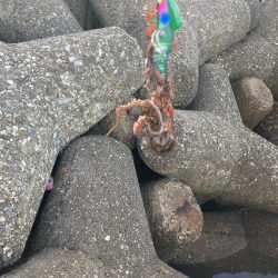 ⭐︎見切りどき