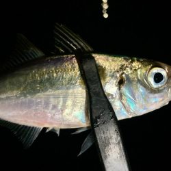 豆に入れ替わったか〜⁉️