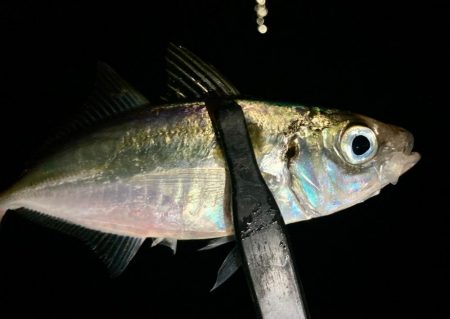 豆に入れ替わったか〜⁉️