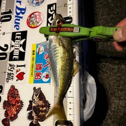 数釣りアジング