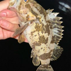 マナティでライトワインド