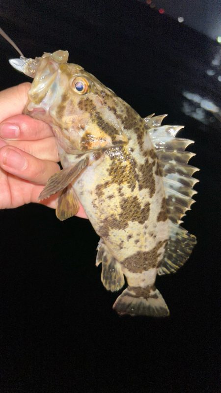 マナティでライトワインド