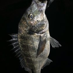 PEタックルに持ち替えてチヌ‼️