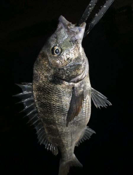 PEタックルに持ち替えてチヌ‼️