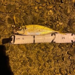 深夜帯アジング釣査