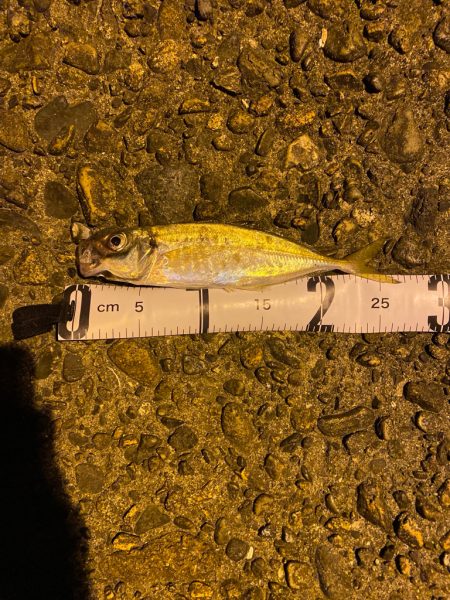 深夜帯アジング釣査