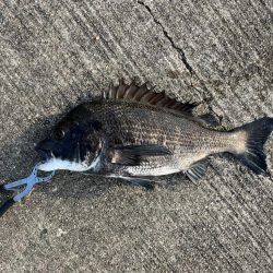 下潮釣行 時合いは一瞬でさした