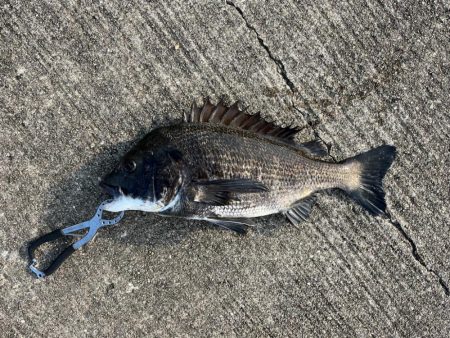 下潮釣行 時合いは一瞬でさした