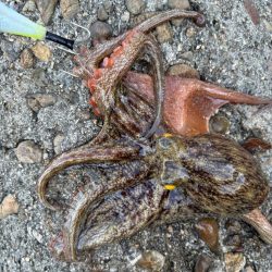 オクトパッシング12