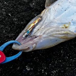 水温高い日はマゴチ率高い？