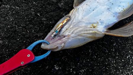 水温高い日はマゴチ率高い？