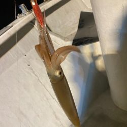 鳥取イカメタルリベンジ